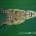 crocodile_american_nc_jar_h_0420_cub3427.jpg